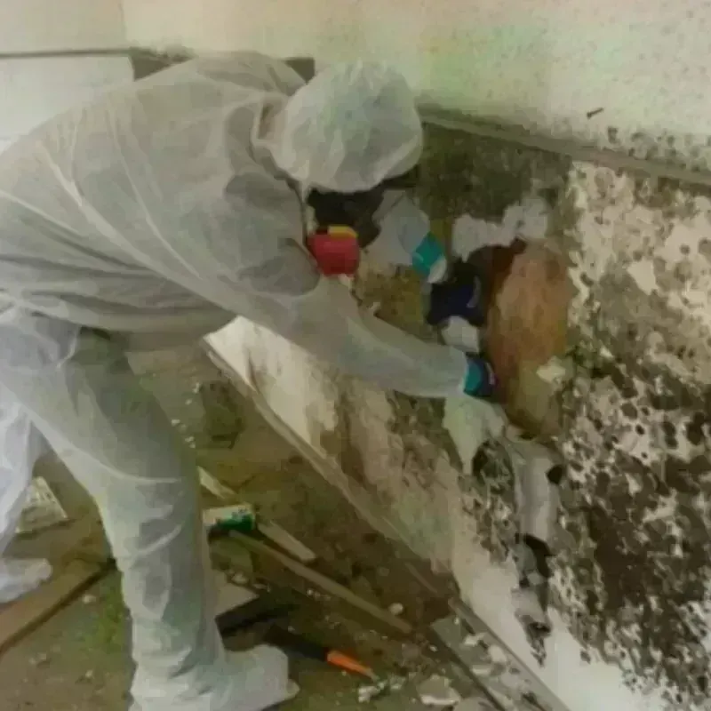 Mold Remediation and Removal in Amsterdam, NY